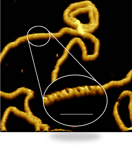 Figure: An image of the DNA double helix structure taken with the AFM. Courtesy of Alice Pyne.Picture